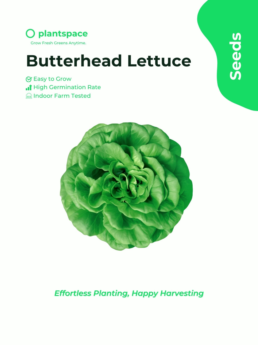 Plantspace Organic Butterhead Lettuce Seeds – Tender, Non-GMO | Perfect for Containers & Hydroponic Gardens