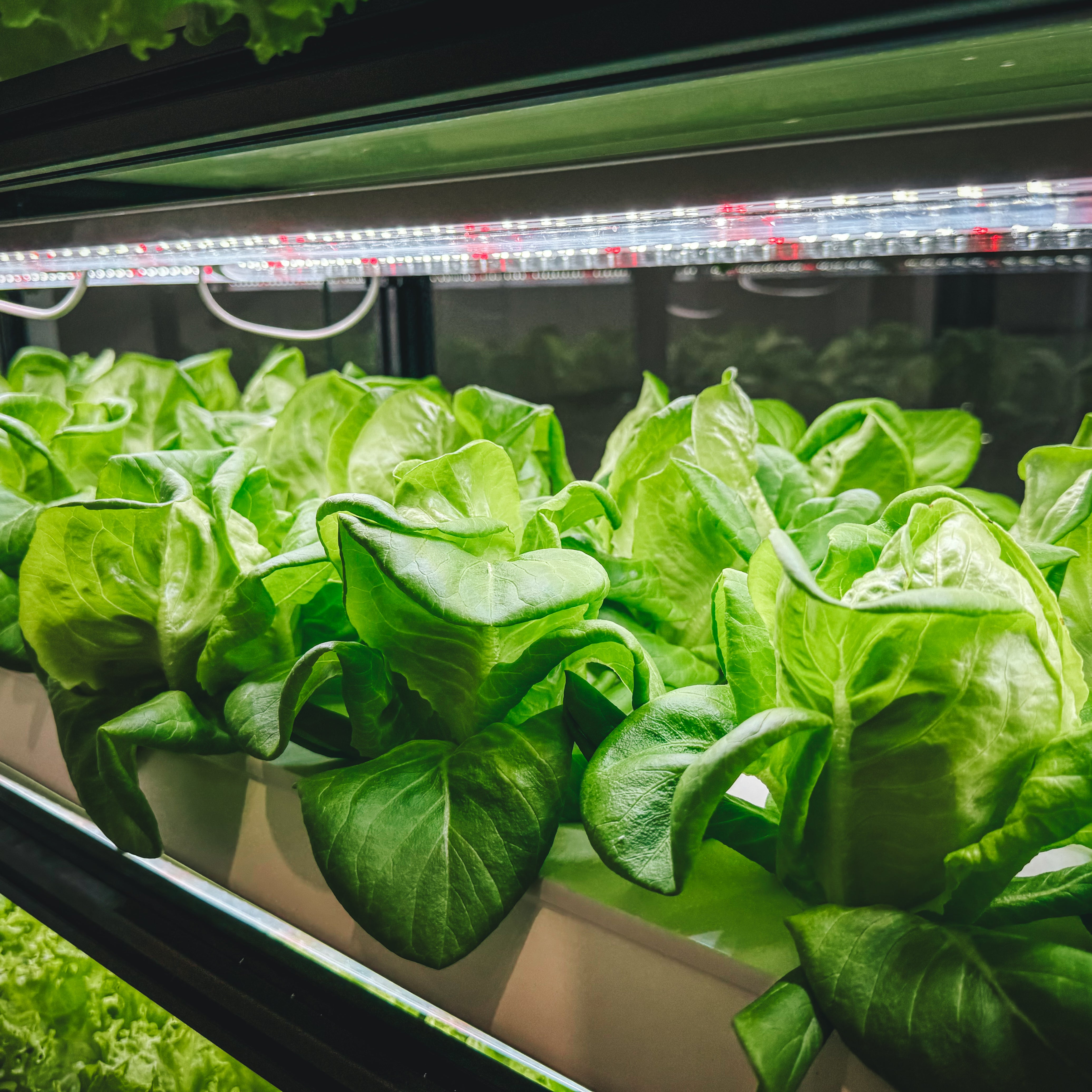 Organic Butterhead Lettuce - Tender & Mild (Pre-Order)