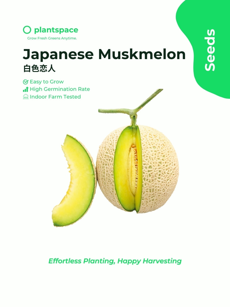(Pre-Order) Plantspace Japan Melon Seeds Premium 白色恋人- Sweet, Non-GMO, Yellow Green Flesh