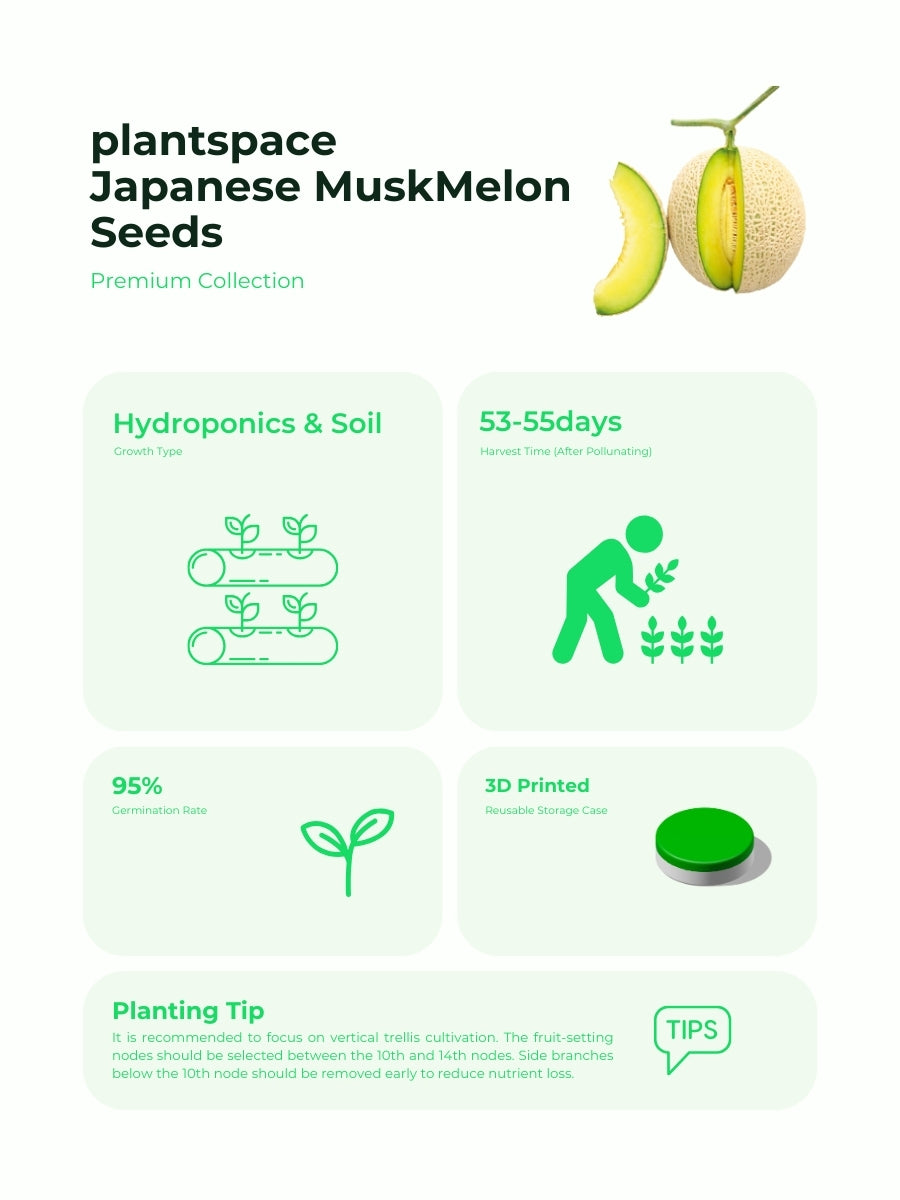 (Pre-Order) Plantspace Japan Melon Seeds Premium 白色恋人- Sweet, Non-GMO, Yellow Green Flesh