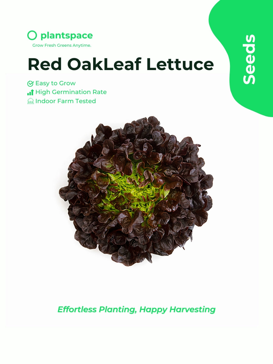 Plantspace Red Oakleaf Lettuce Seeds – Organic, High Germination, Perfect for Hydroponics & Home Gardening