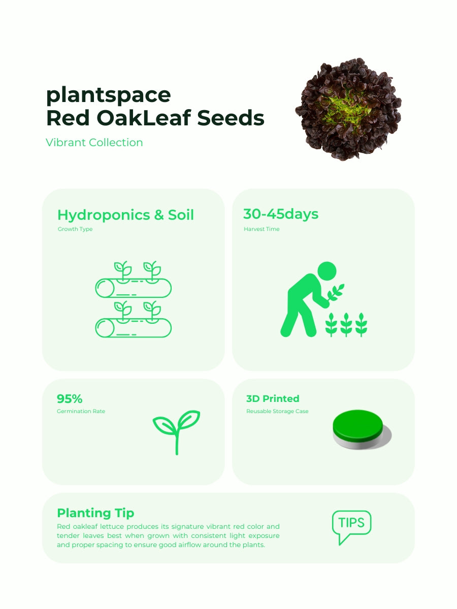 Plantspace Red Oakleaf Lettuce Seeds – Organic, High Germination, Perfect for Hydroponics & Home Gardening