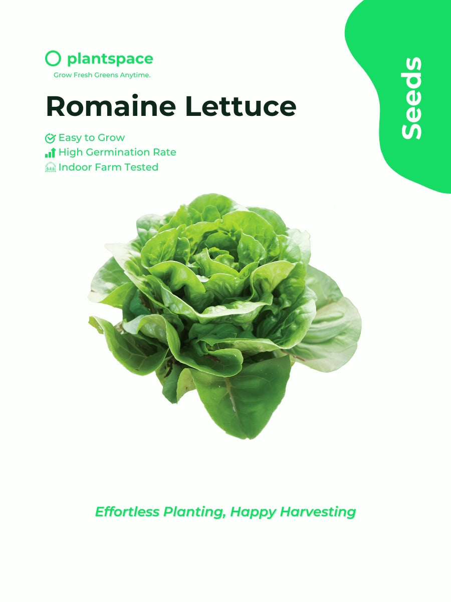 Plantspace Organic Romaine Lettuce Seeds – Crisp, Non-GMO | Ideal for Salads, Hydroponics & Raised Beds