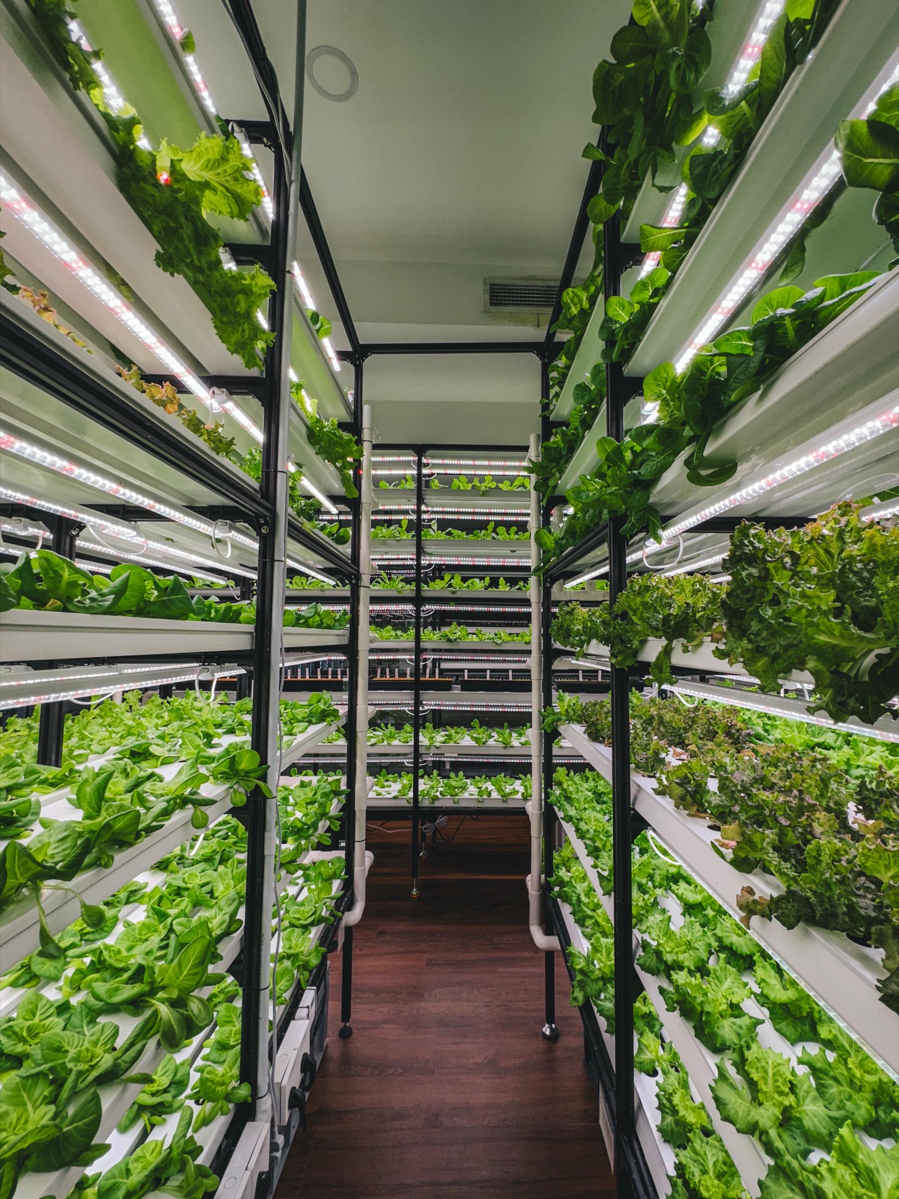 Inside the A Leaf indoor farm, rows of greens under grow lights