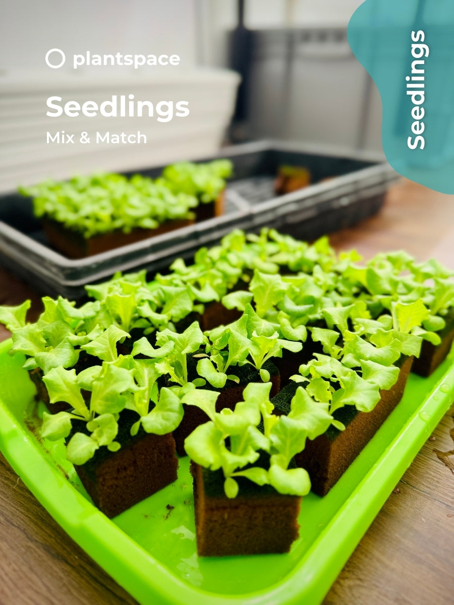 Seedlings – Mix & Match
