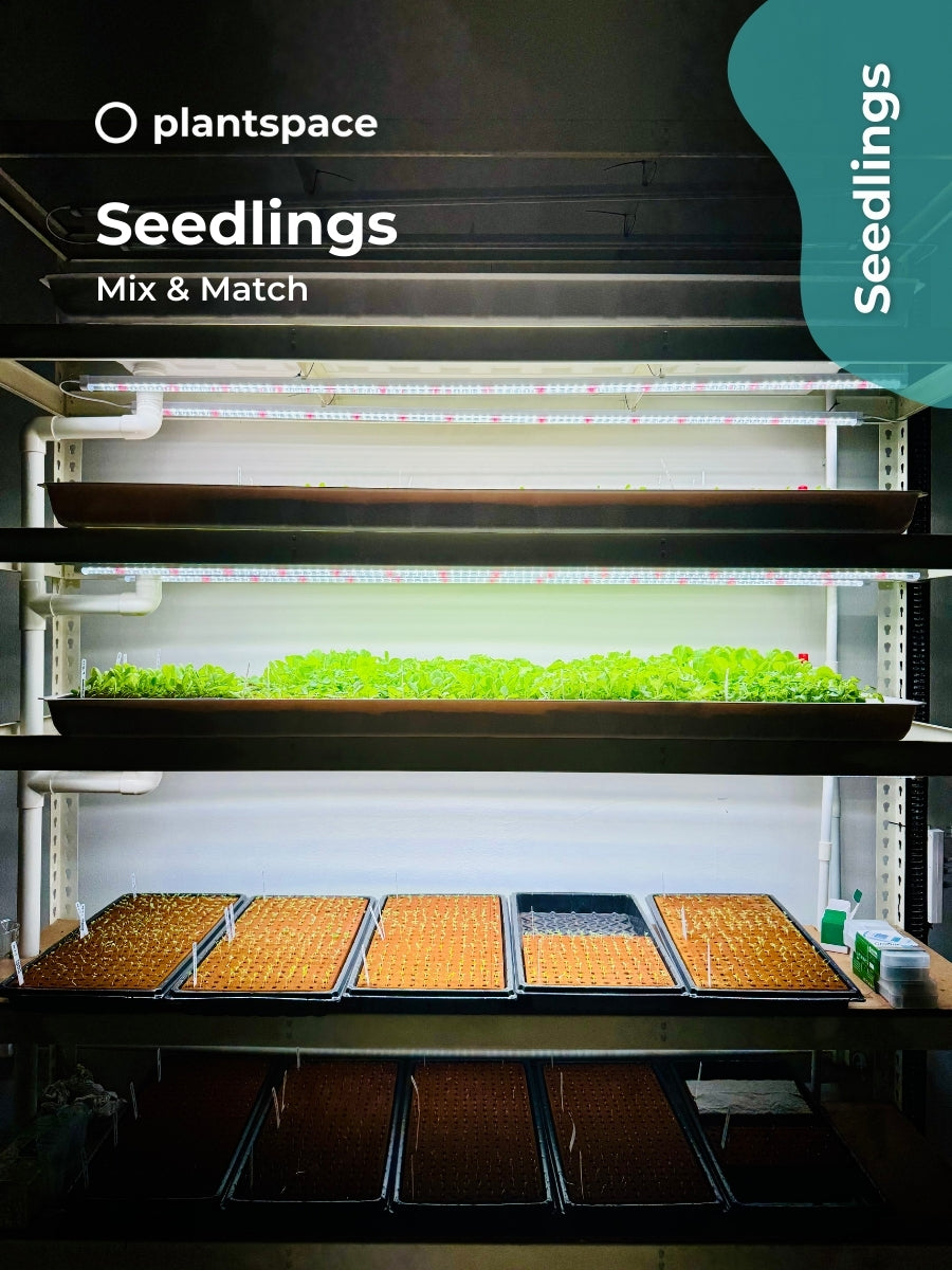 Seedlings – Mix & Match