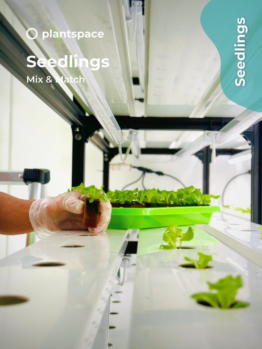 Seedlings – Mix & Match