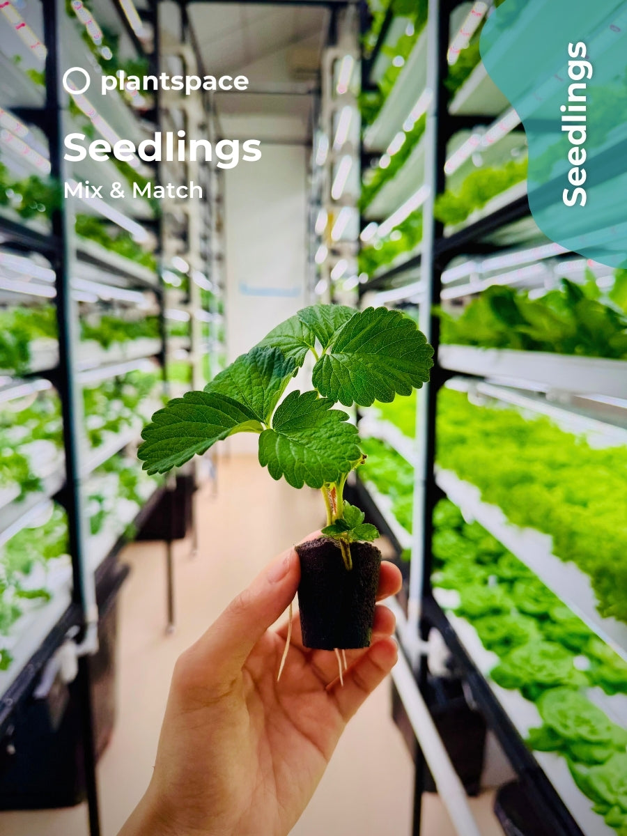 Seedlings – Mix & Match