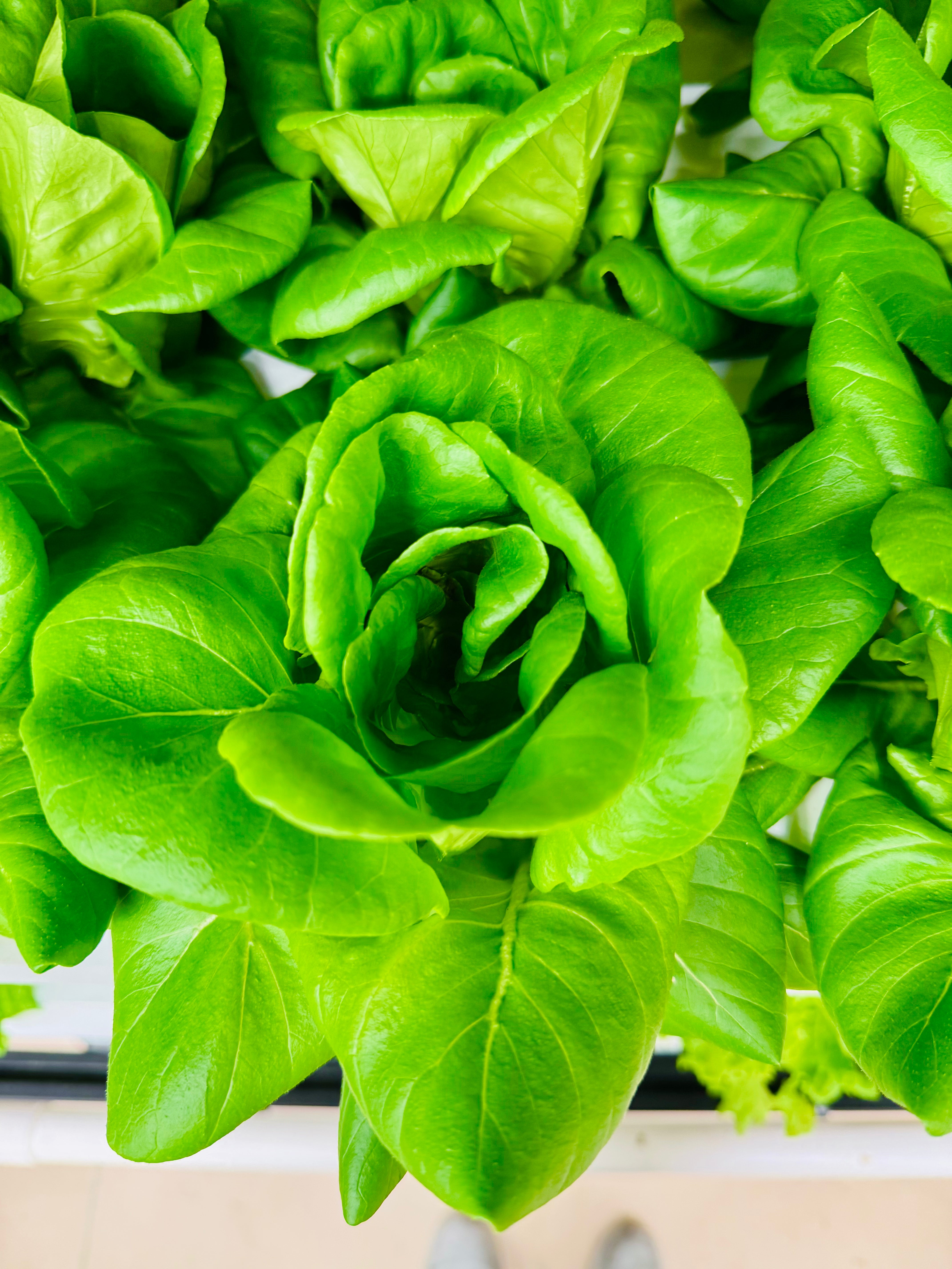 Seedlings – Mix & Match