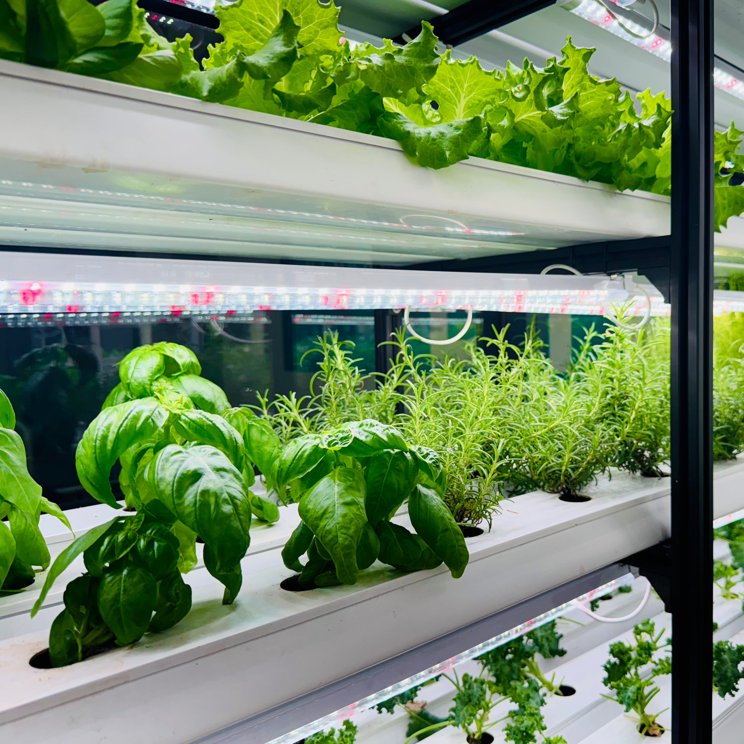 Seedlings – Mix & Match
