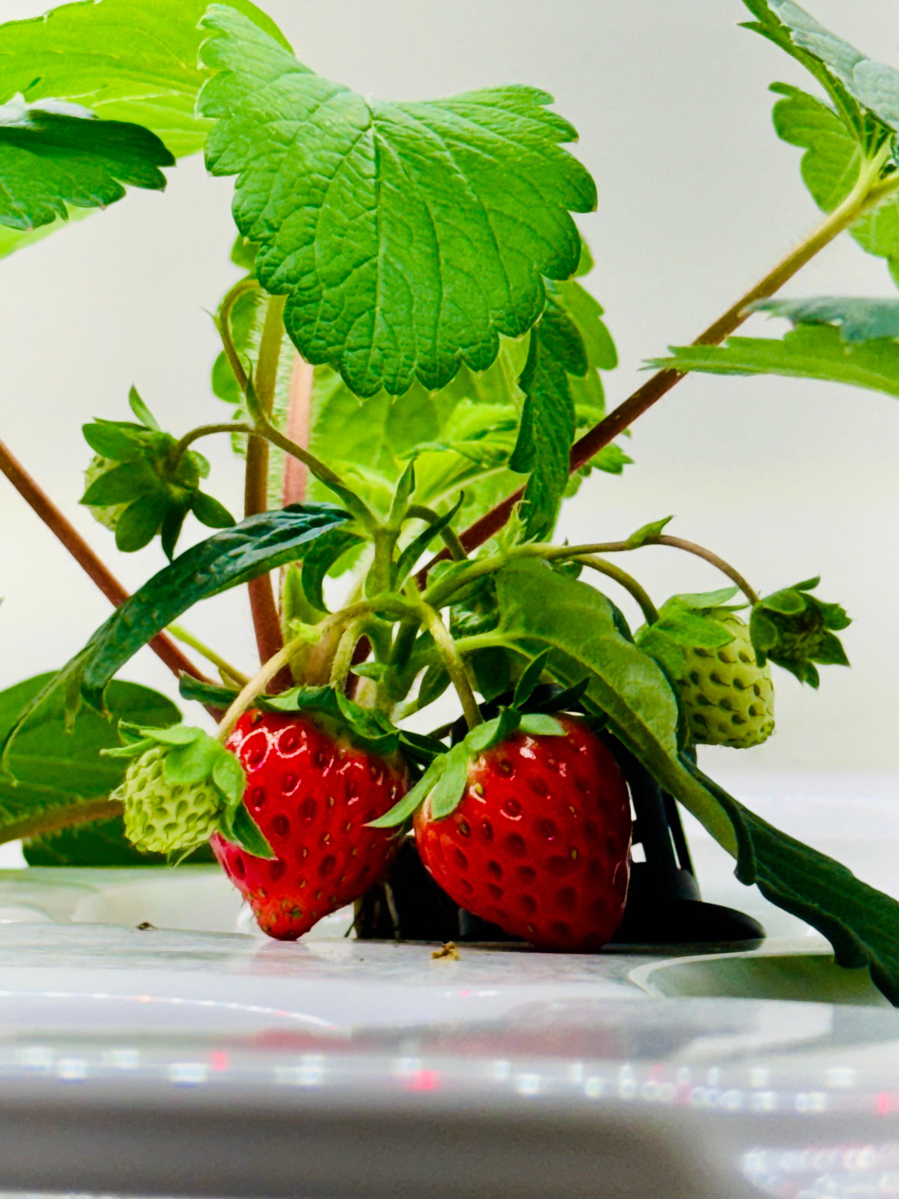 Seedlings – Mix & Match