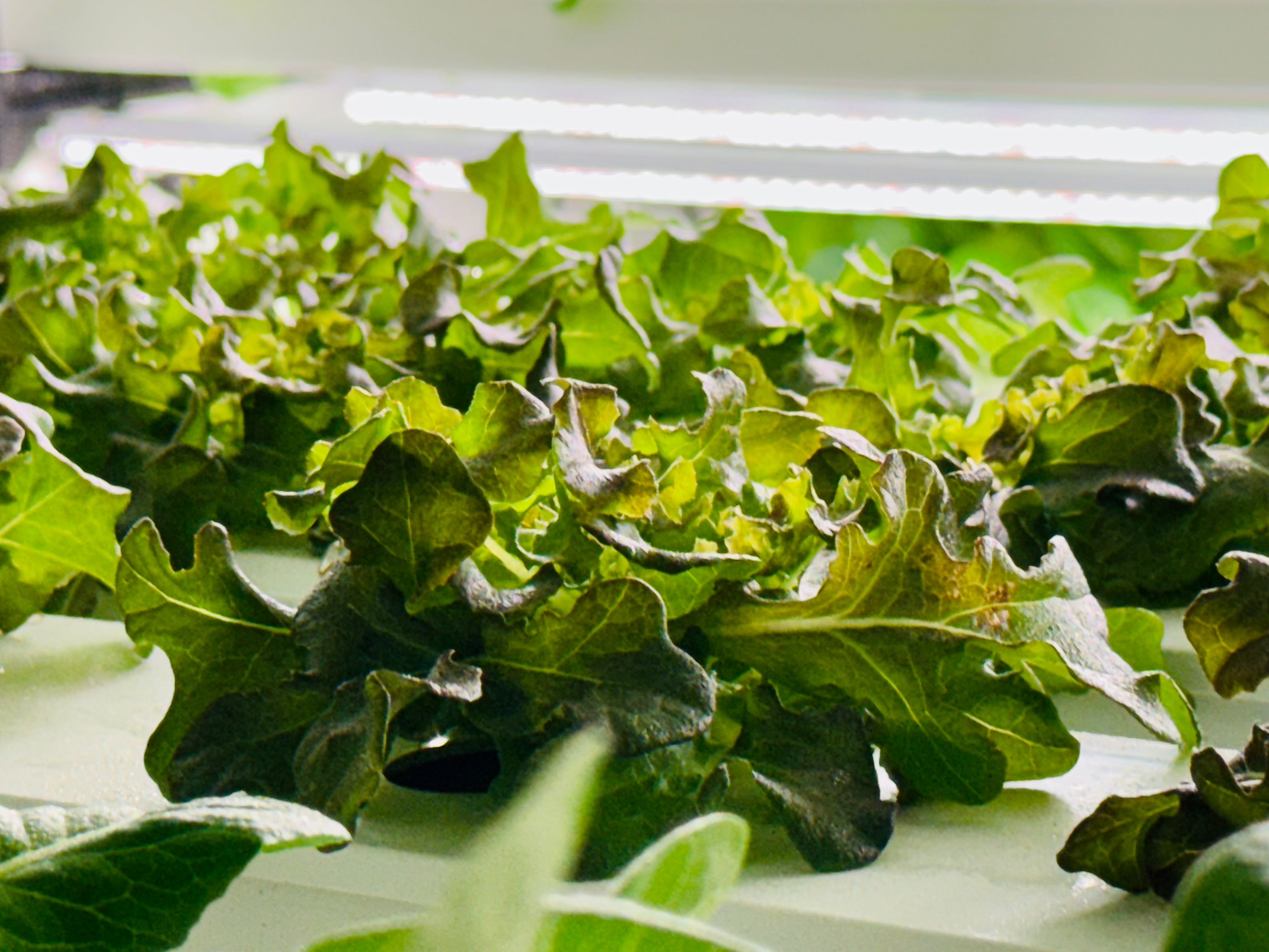 Seedlings – Mix & Match