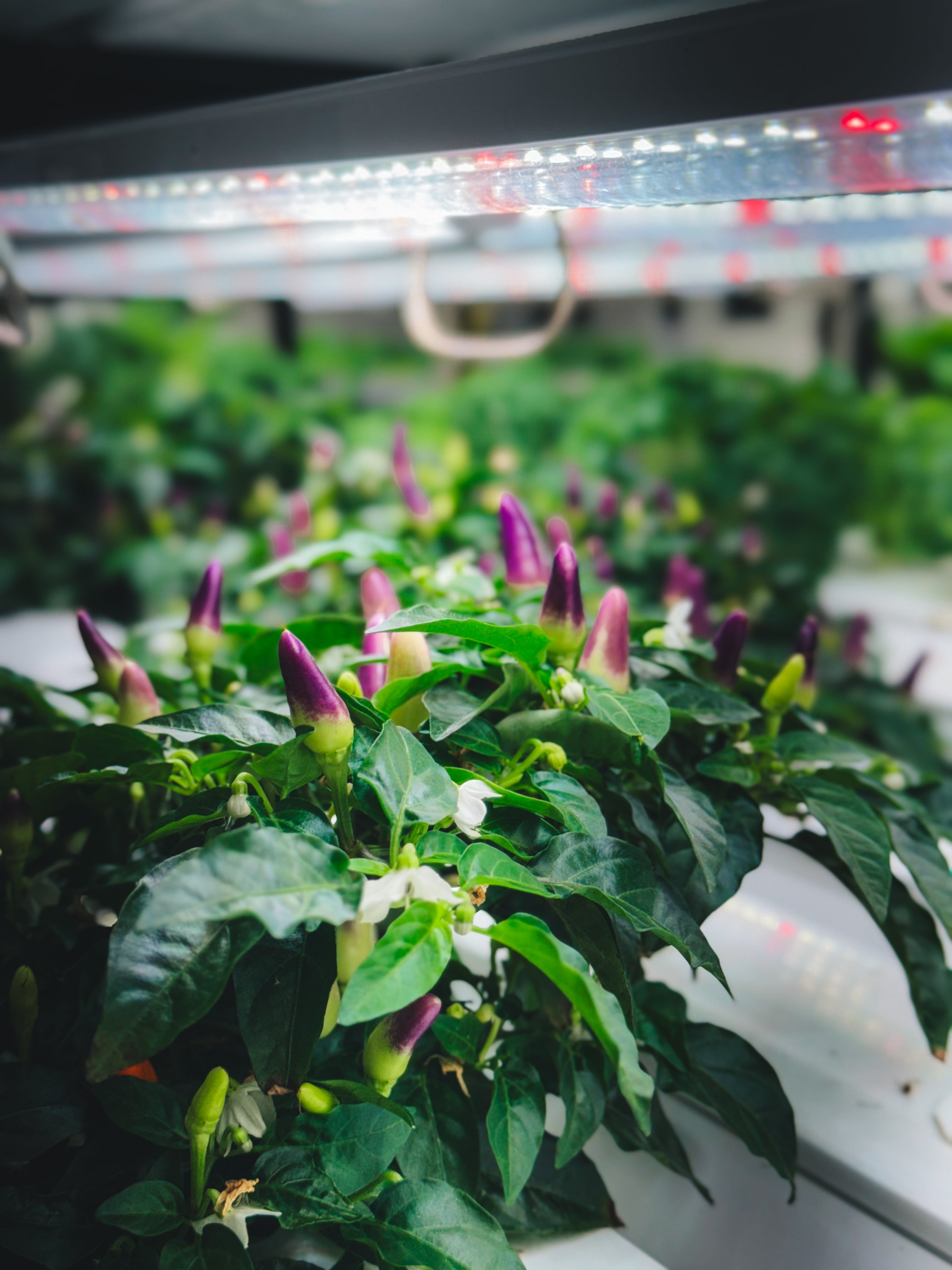 Seedlings – Mix & Match