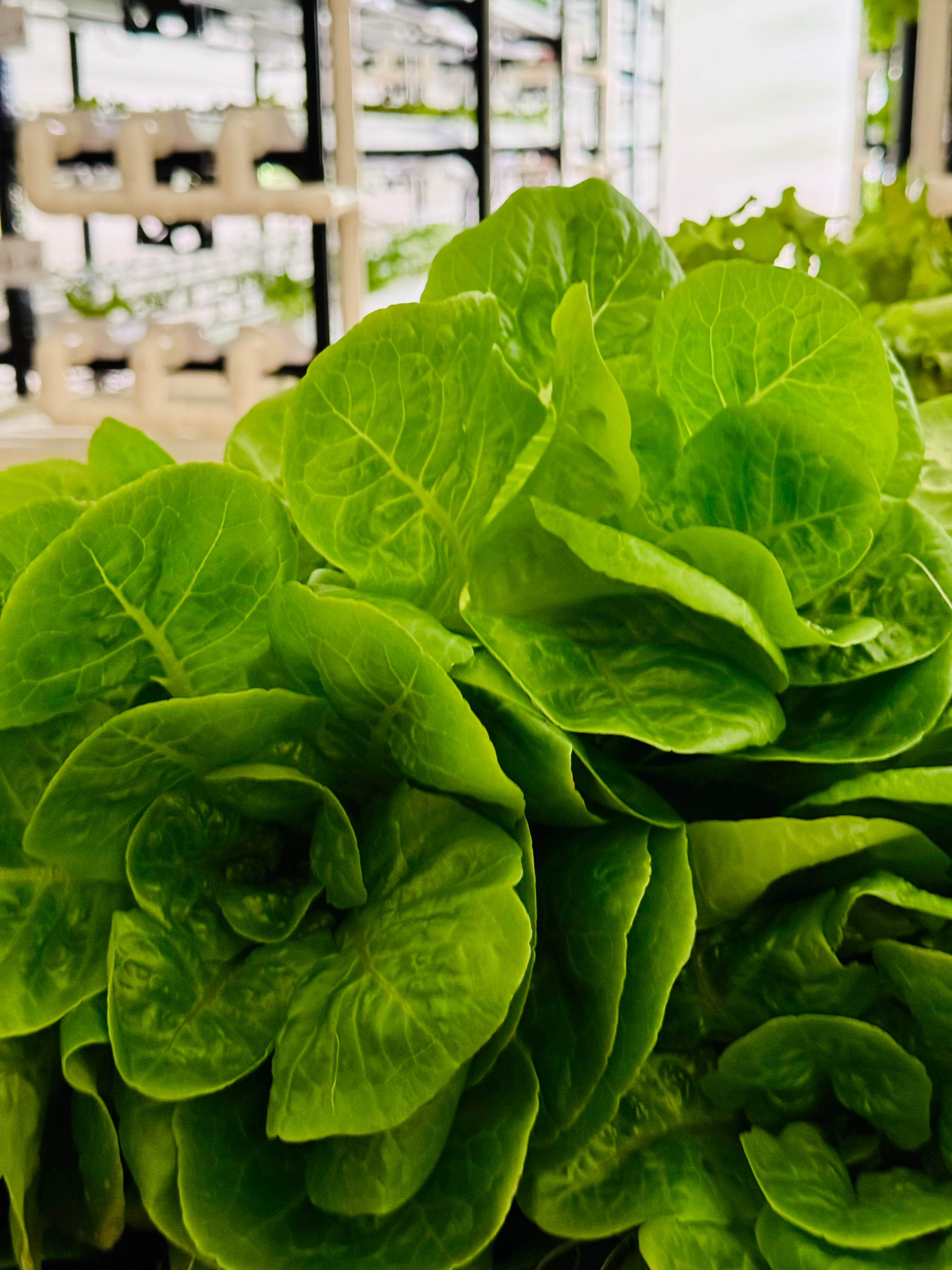 Seedlings – Mix & Match