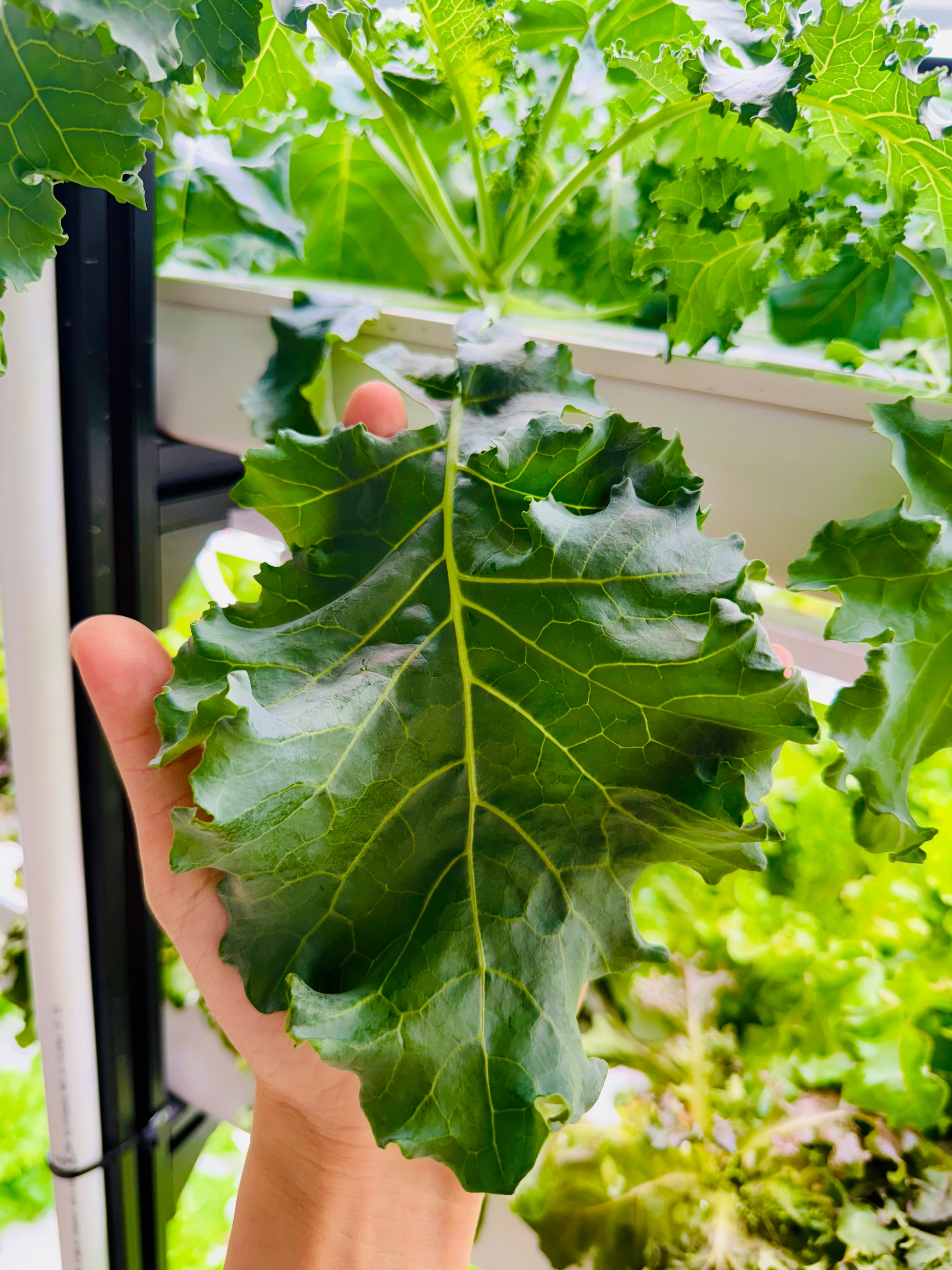 Seedlings – Mix & Match