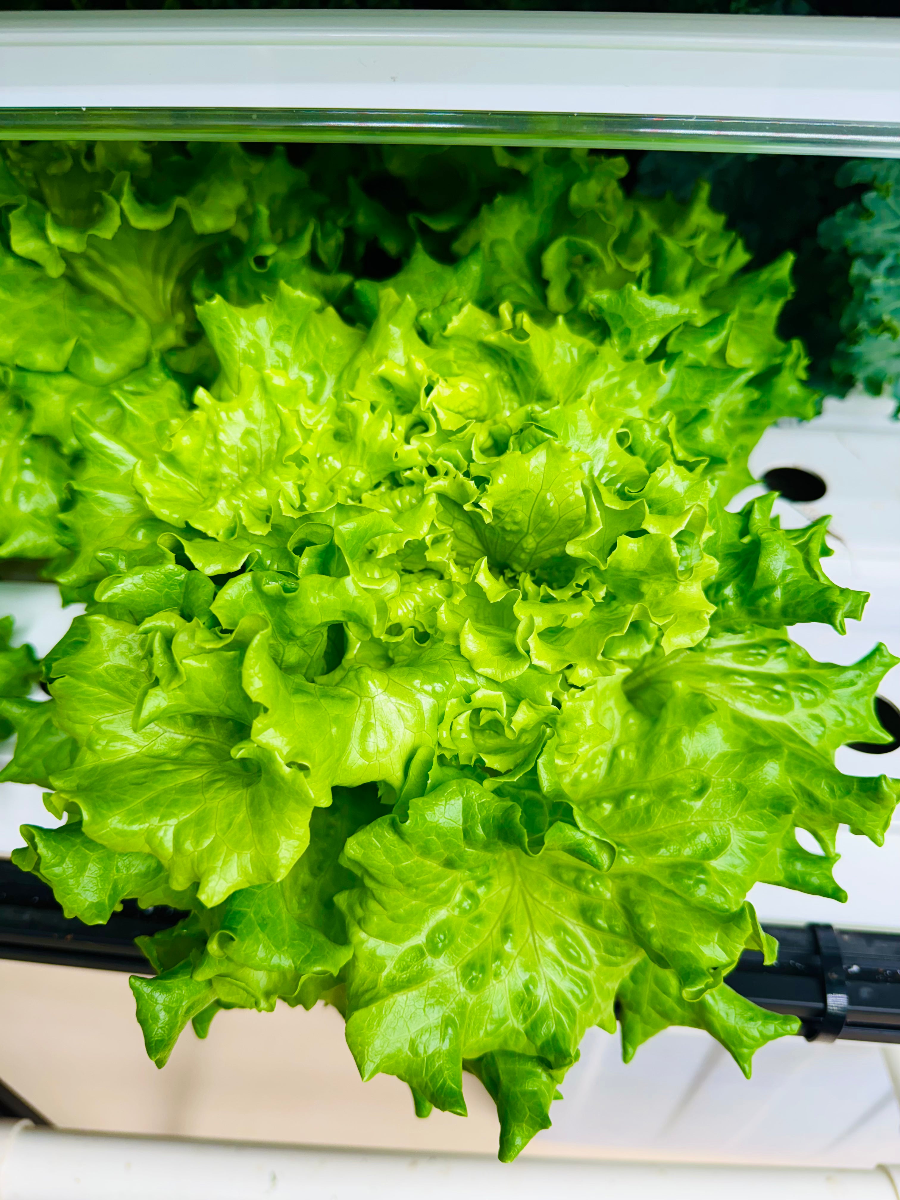 Seedlings – Mix & Match