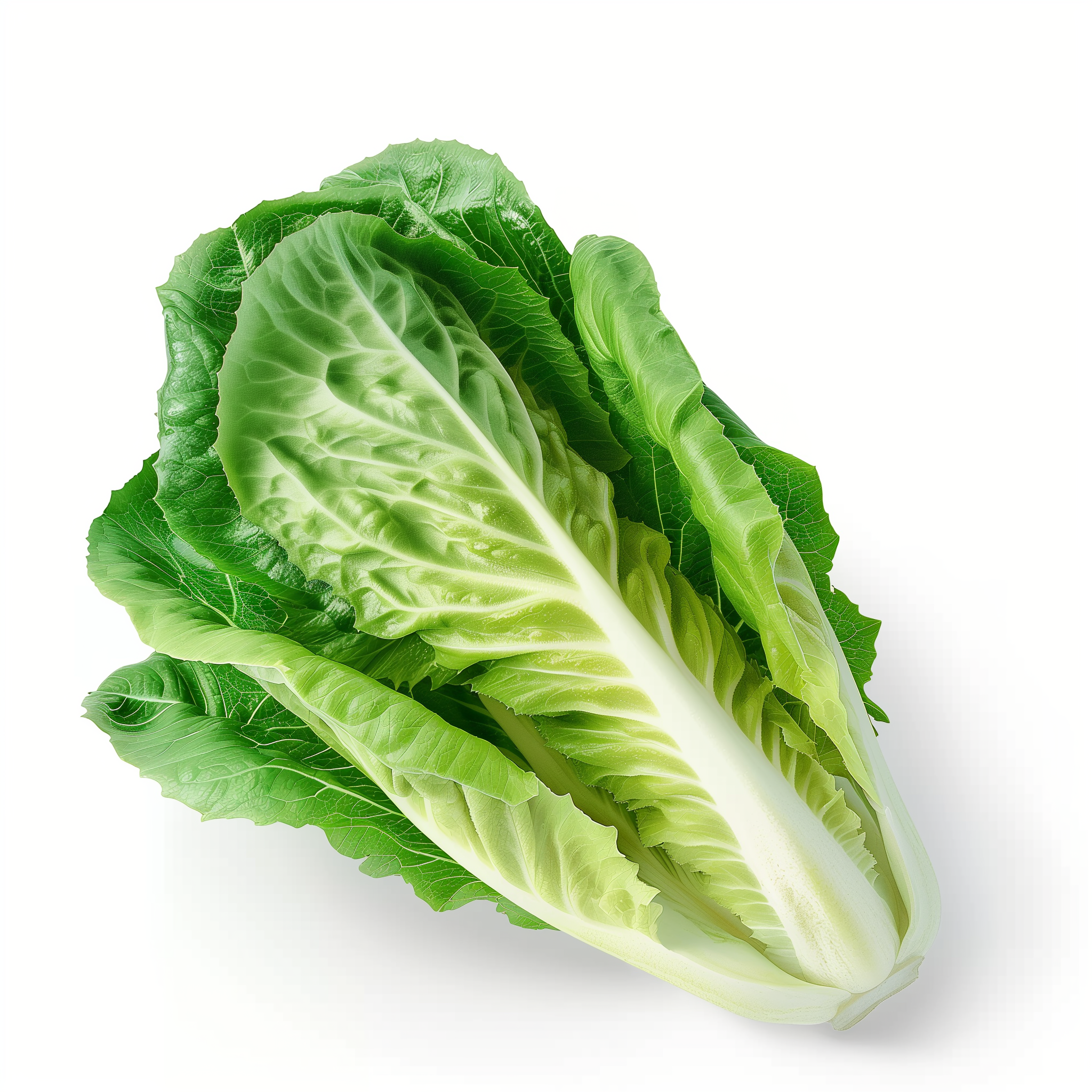 Organic Romaine (Cos) Lettuce (Pre-Order)